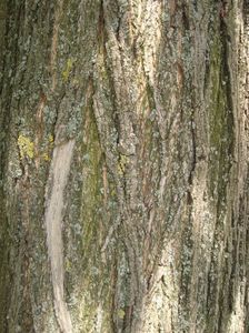 Acer platanoides 3