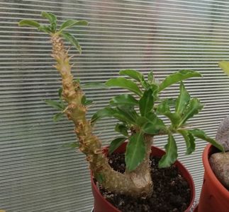 Pachypodium saundersii