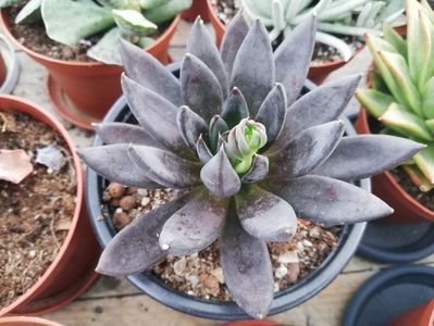 Echeveria affinis