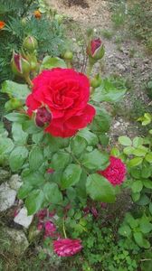 red leonardo