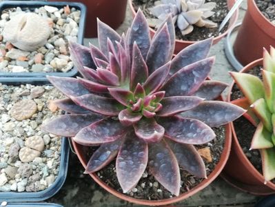 Echeveria atropurpurea "chocolate"('Serrana')