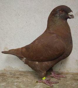 De vânzare