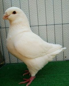 Vândut