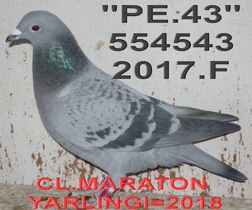 2017.554543 .F- PELE++ (2)