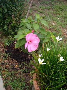 Hibiscus Moscheutos roz