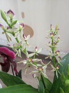 Encyclia