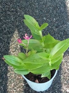 Epidendrum sister my love
