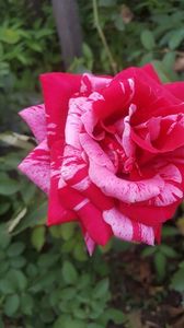 florov 48