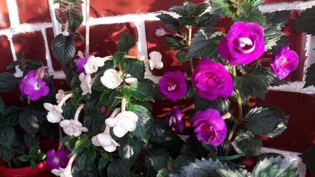 Patens Major Kitty Elisabet si Purple Mistery