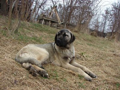 Shuna (1)