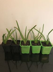 Aloe vera pui 5 lei