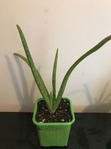 Aloe vera pui 5 lei; Pret 5 lei
