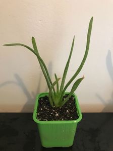 Aloe vera pui 5 lei; Pret 5 lei
