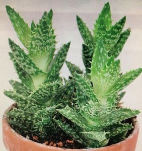 Aloe Juvenna 10 lei