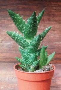 Aloe juvenna 10 lei