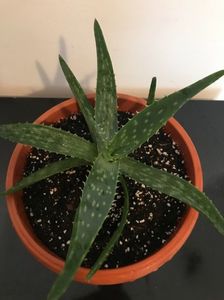 Aloe affinis 20 lei; Planta are 3 ani
