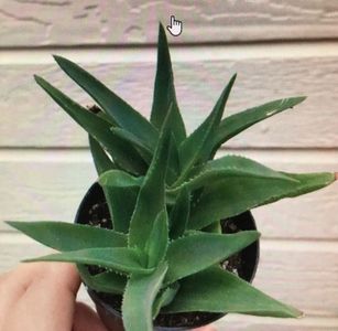 Aloe Ciliaris 15 lei; Planta are 2 ani
