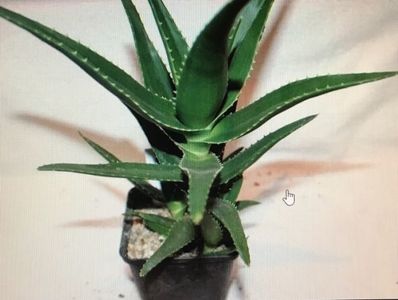 Aloe Ciliaris 15 lei; Planta are 2 ani

