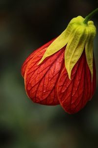 abutilon