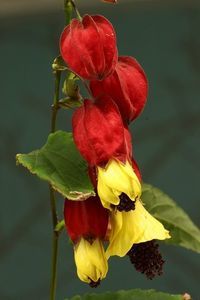 Abutilon Megapotamicum