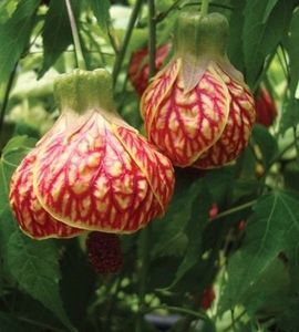 ABUTILON RED TIGER