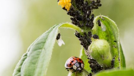 buburuza mananca-oua-si-afide