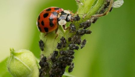 buburuza-mananca-afide