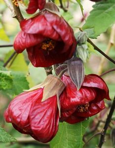 ABUTILON