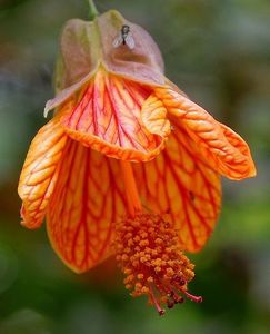 Abutilon Orange