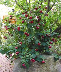 ABUTILON