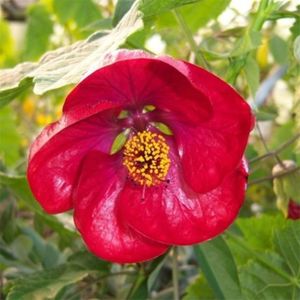 ABUTILON