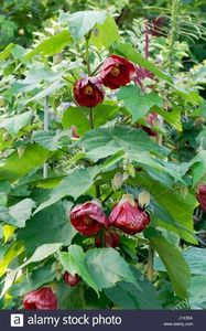 ABUTILON