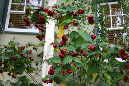 abutilon nabob