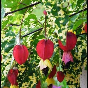 Abutilon megapotamicum variegatum