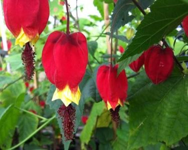 Abutilon megapotamicum