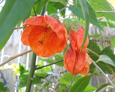 Abutilon Orange