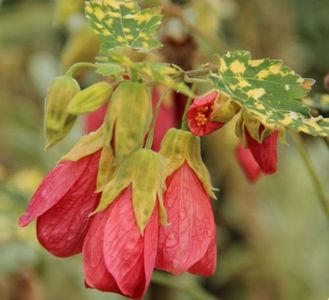 ABUTILON
