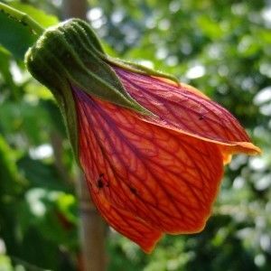 ABUTILON