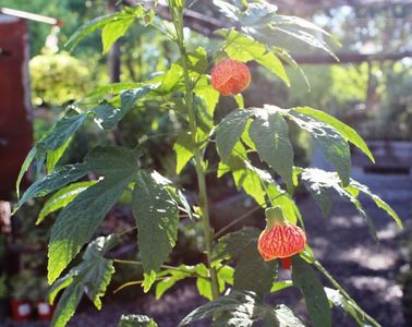 ABUTILON