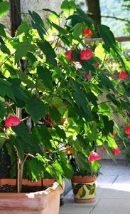 ABUTILON