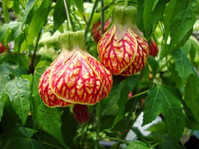 Abutilon
