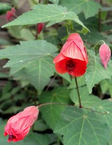 Abutilon hybrid 'Fairy Coral Red'