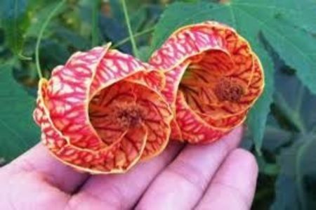 Abutilon Red Tiger