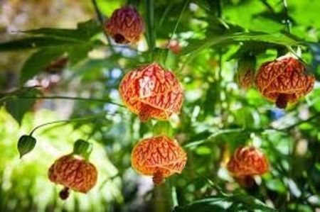 Abutilon Red Tiger