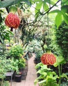 Abutilon Red Tiger