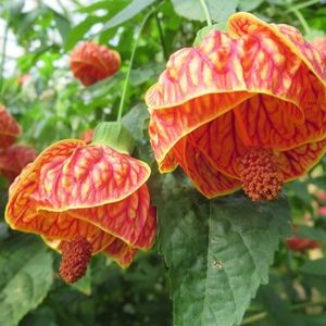 Abutilon 'Red Tiger'