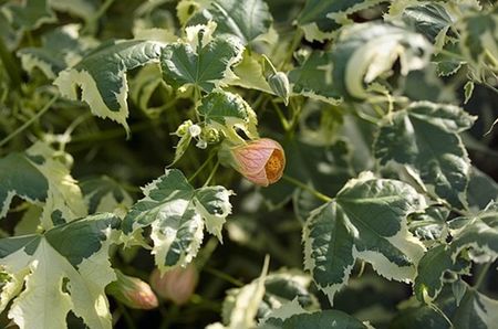 Abutilon 'Souvenir de Bonn'