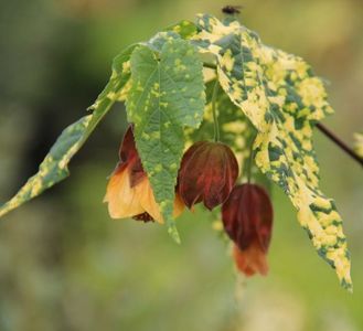 ABUTILON VARIEGATUM