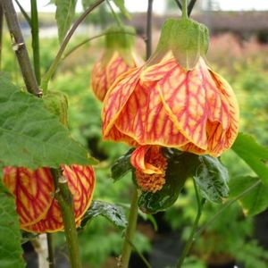 abutilon-red-tiger