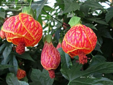 Abutilon Red Tiger